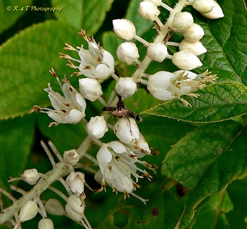 {Clethra acuminata}